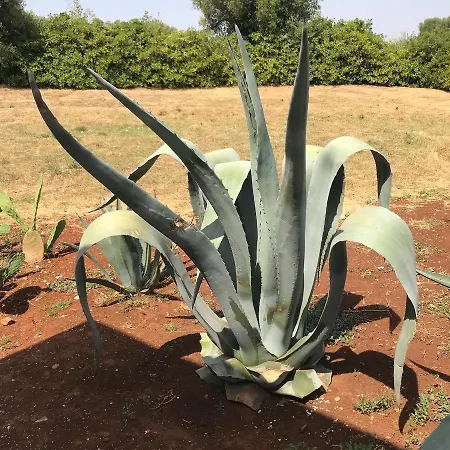 Βίλα Trullo Ramachandra